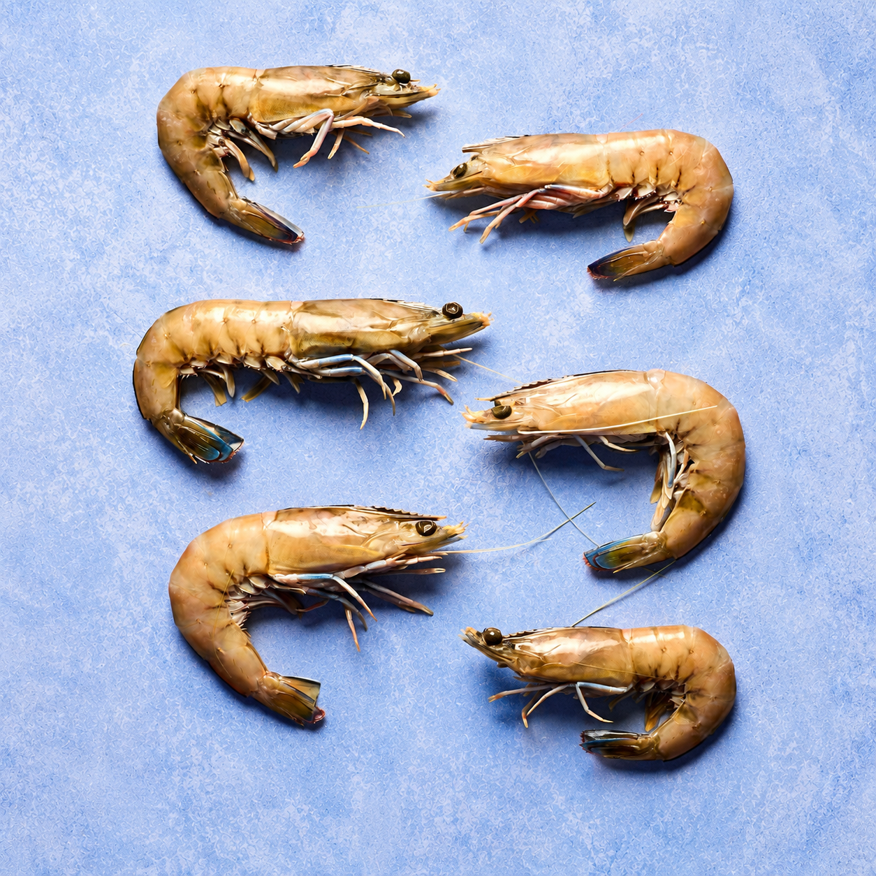 Spencer Gulf King Prawns