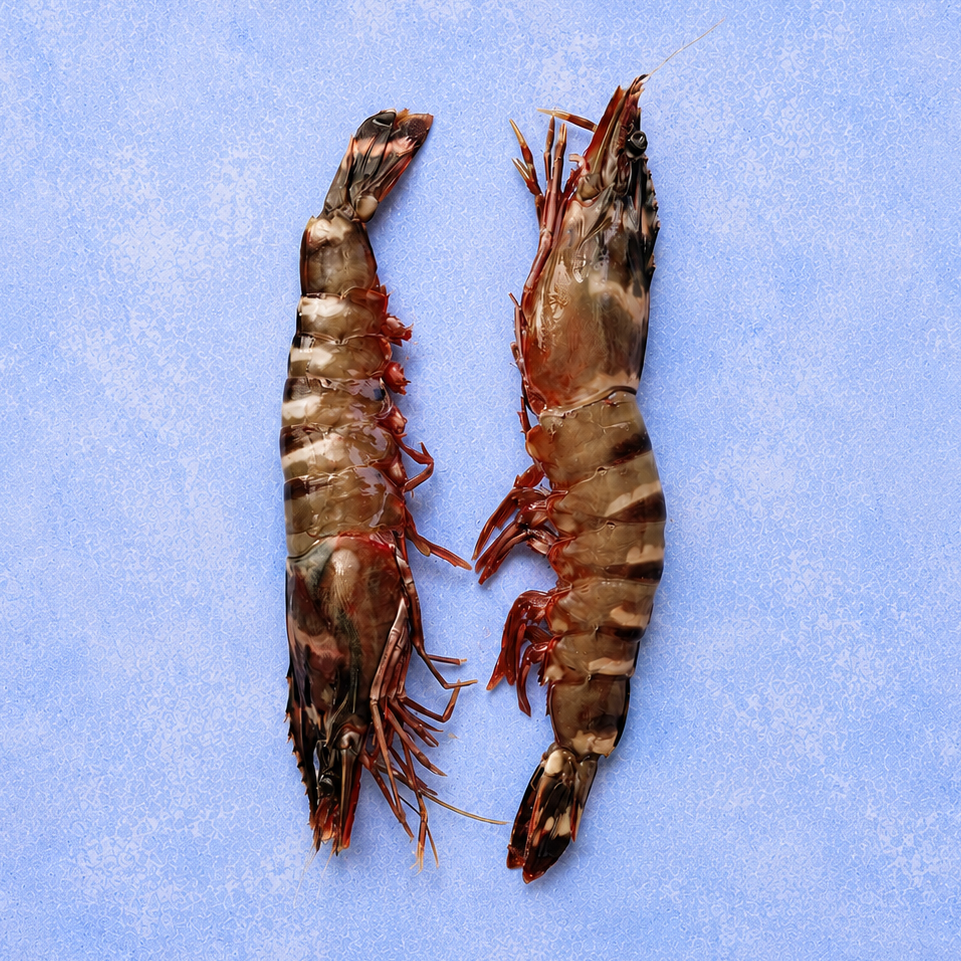 Wild Tiger Prawns