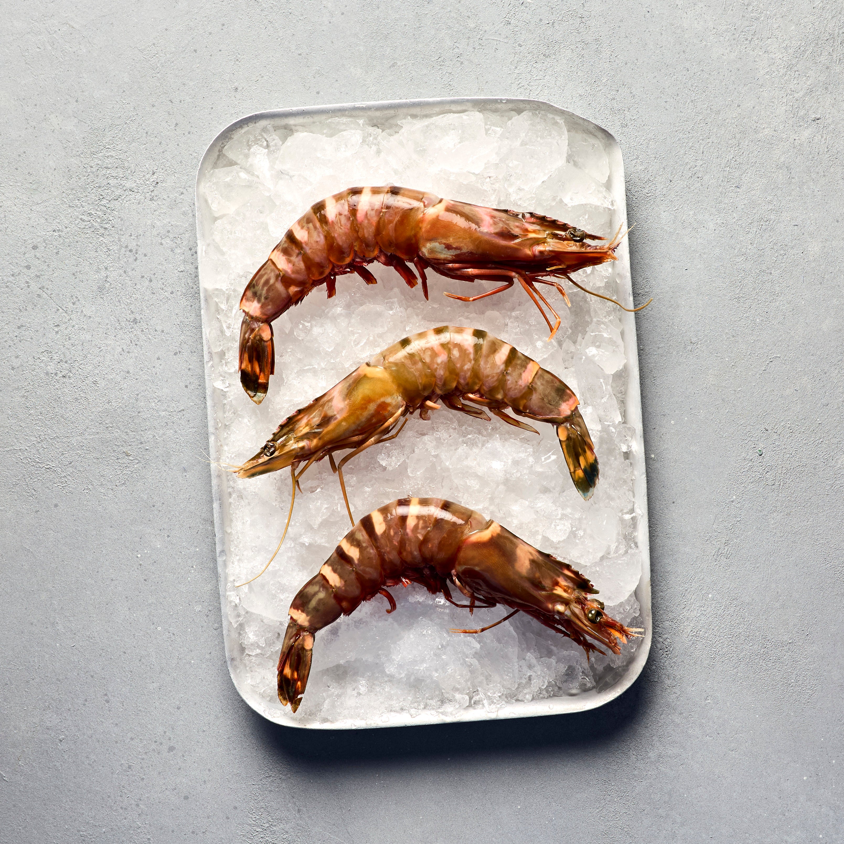 Madagascan Tiger Prawns