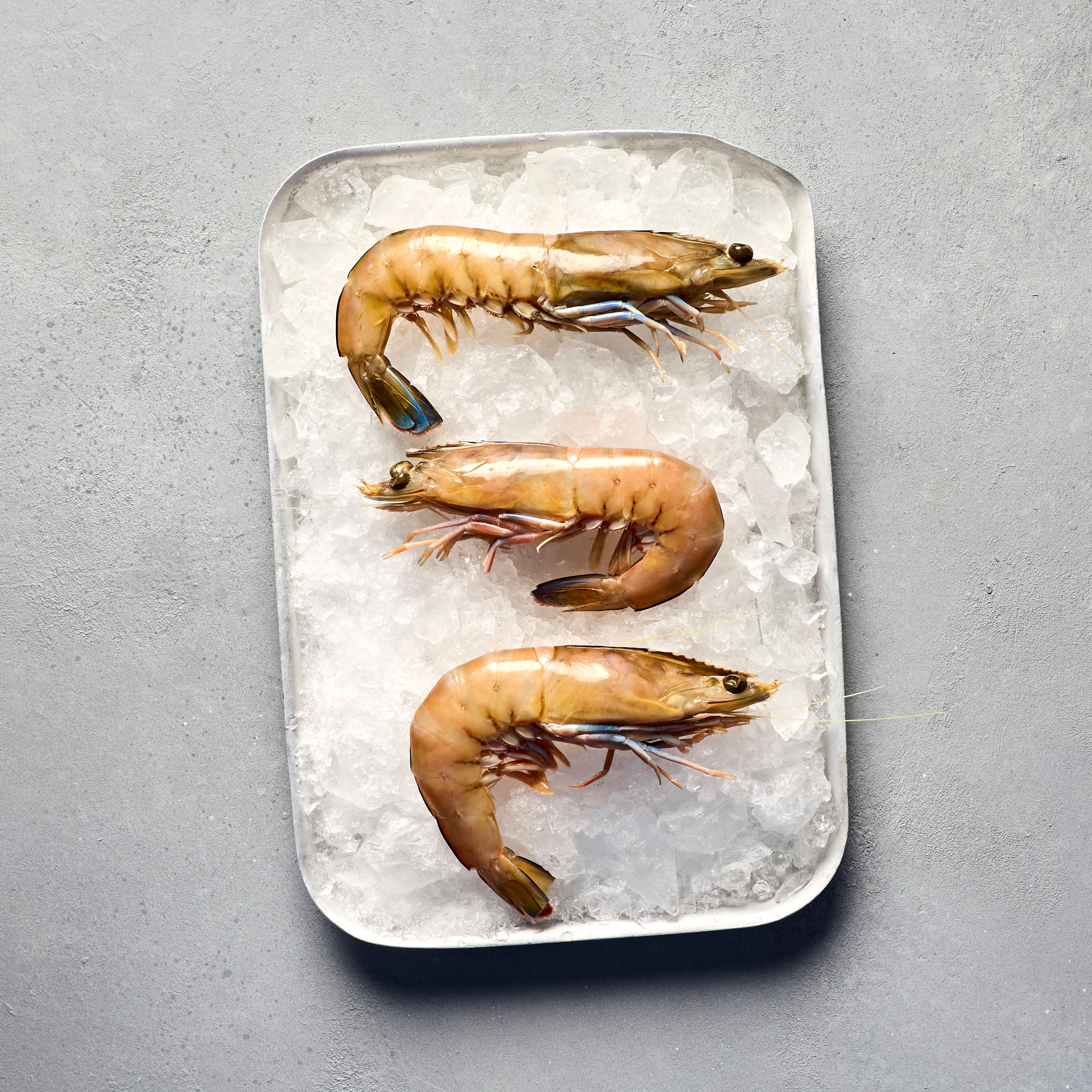 Spencer Gulf King Prawns