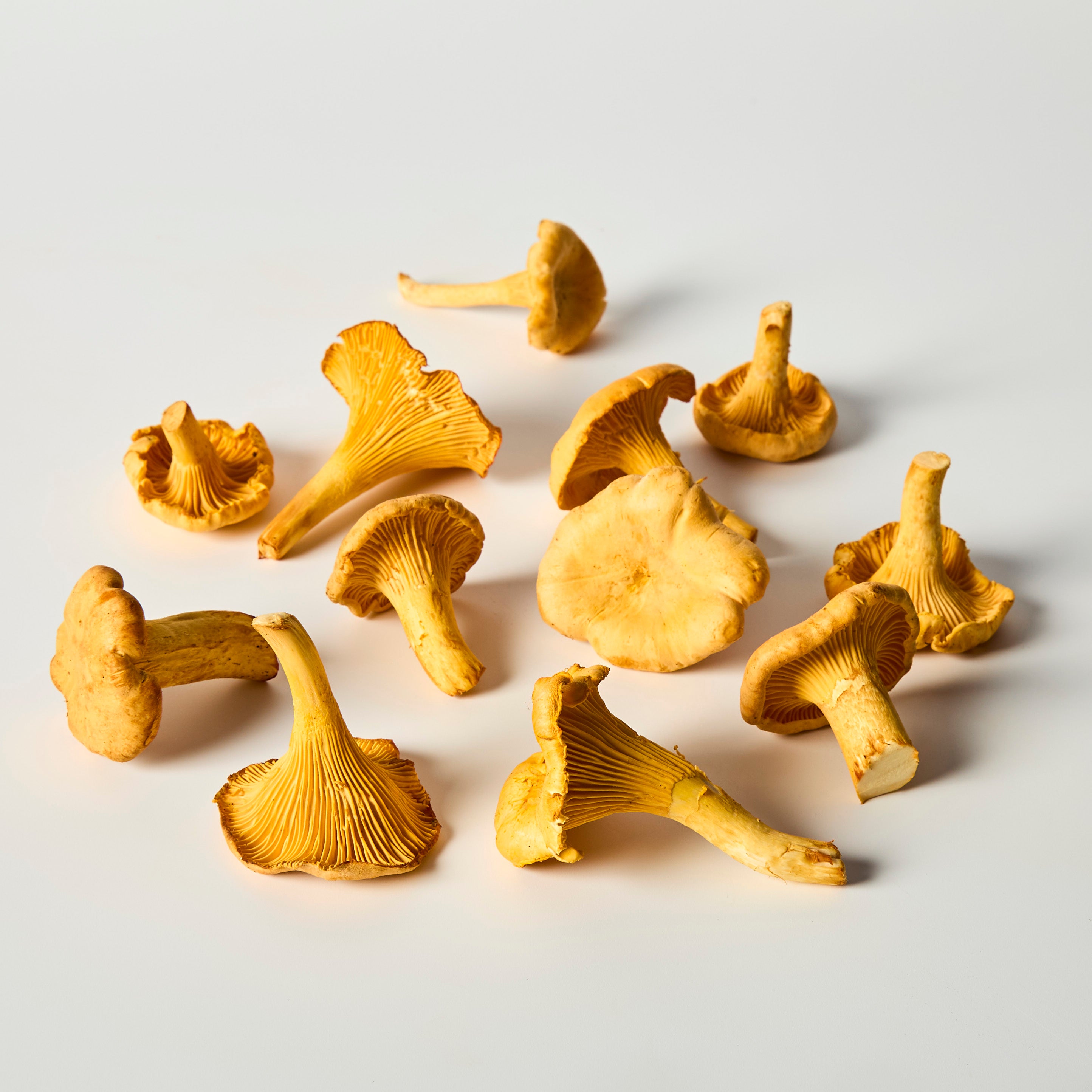 Scottish Girolles