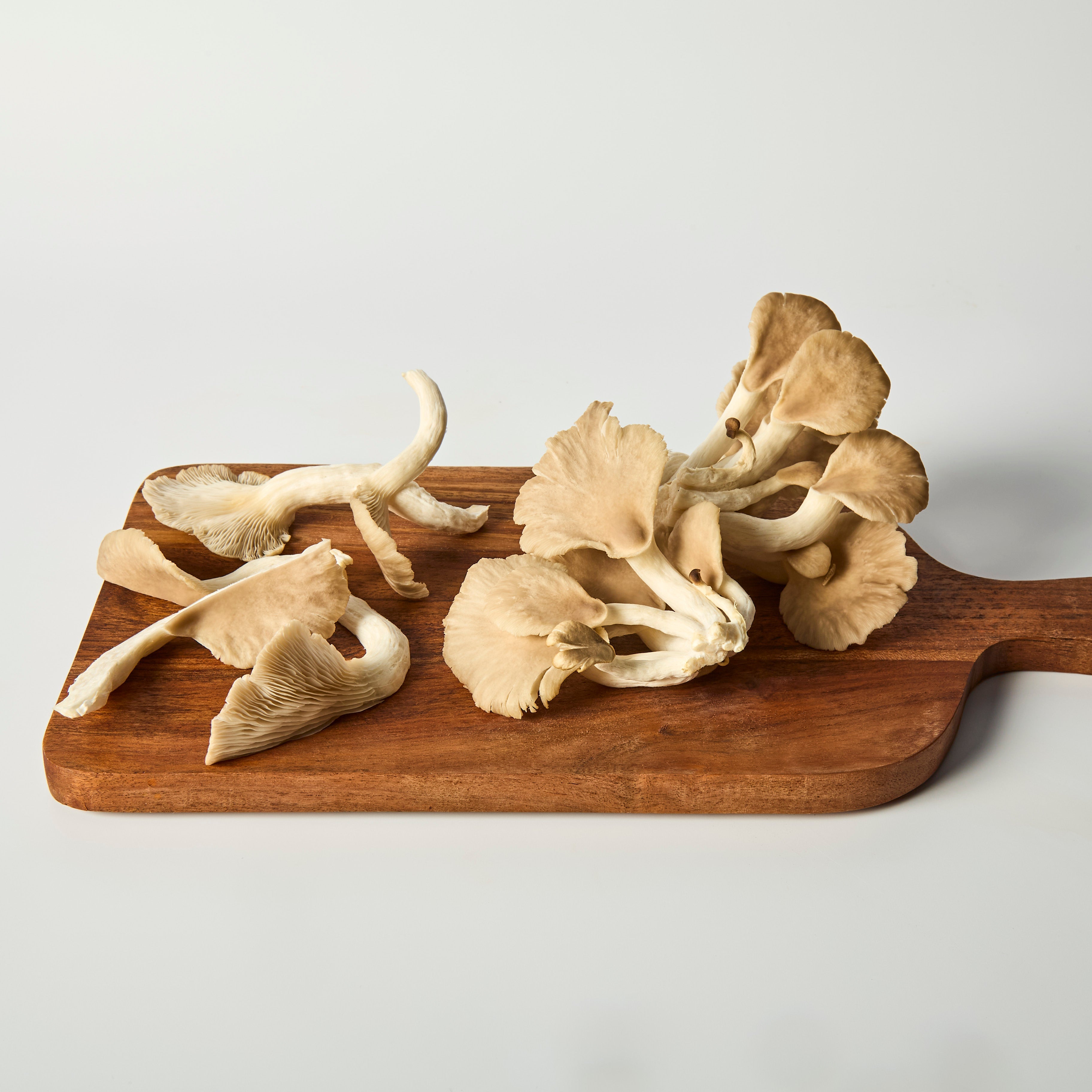 Speciality Mushrooms