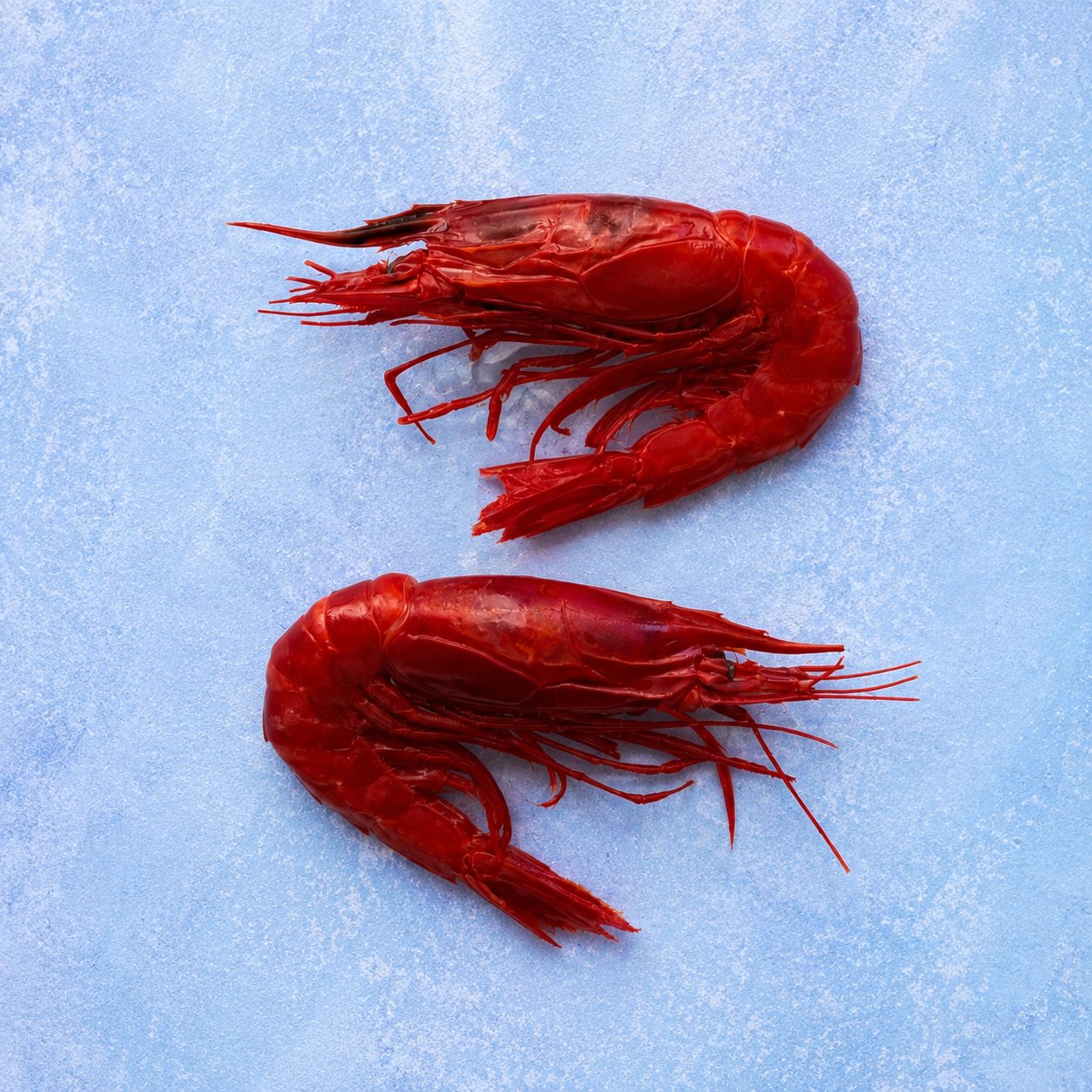 Carabineros Prawns