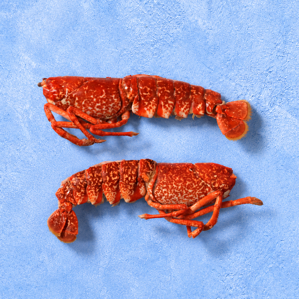 Cornish Dressed Lobster