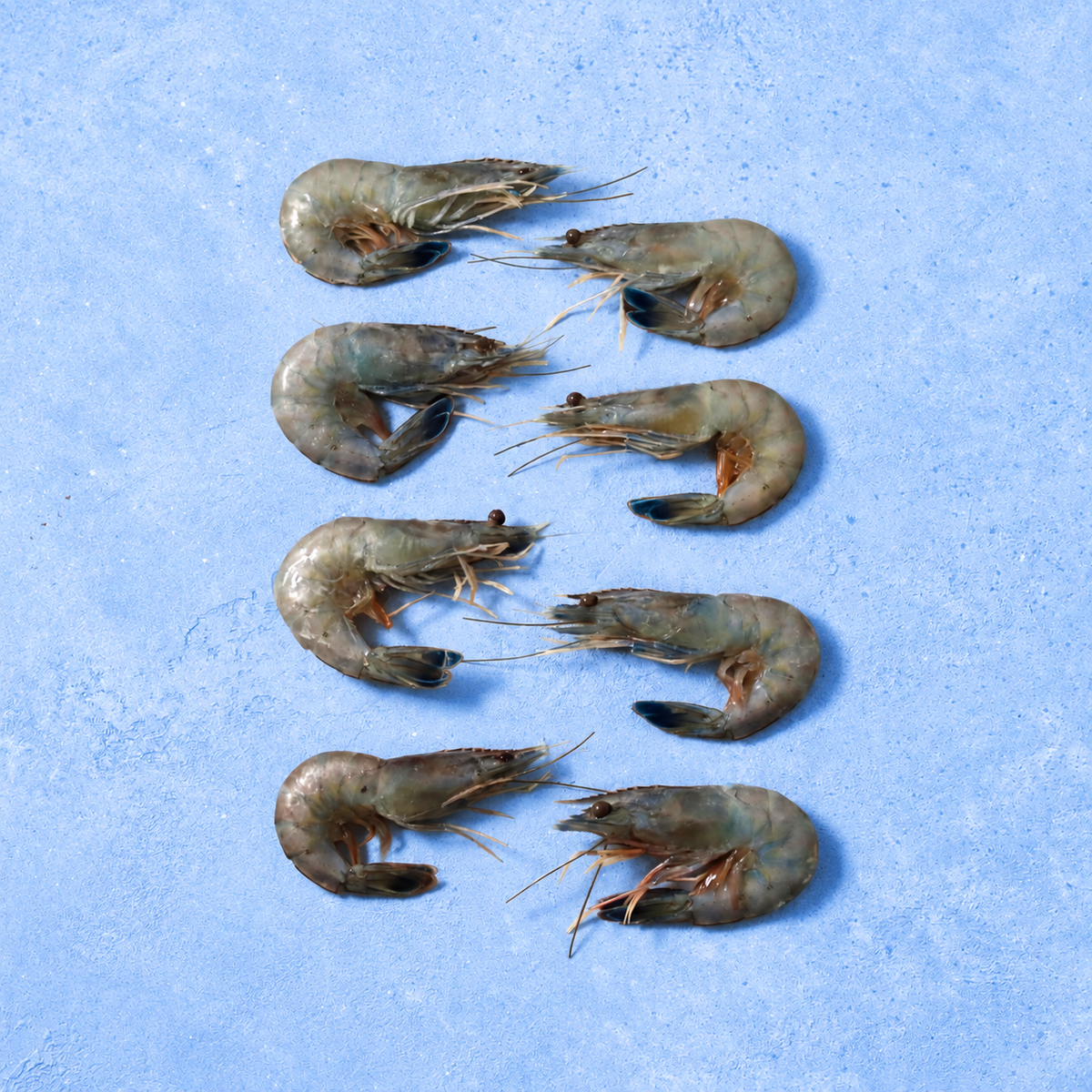 Obsiblue Prawns