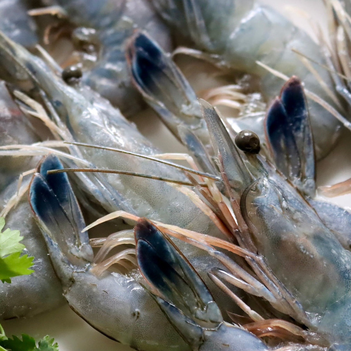 Obsiblue Prawns