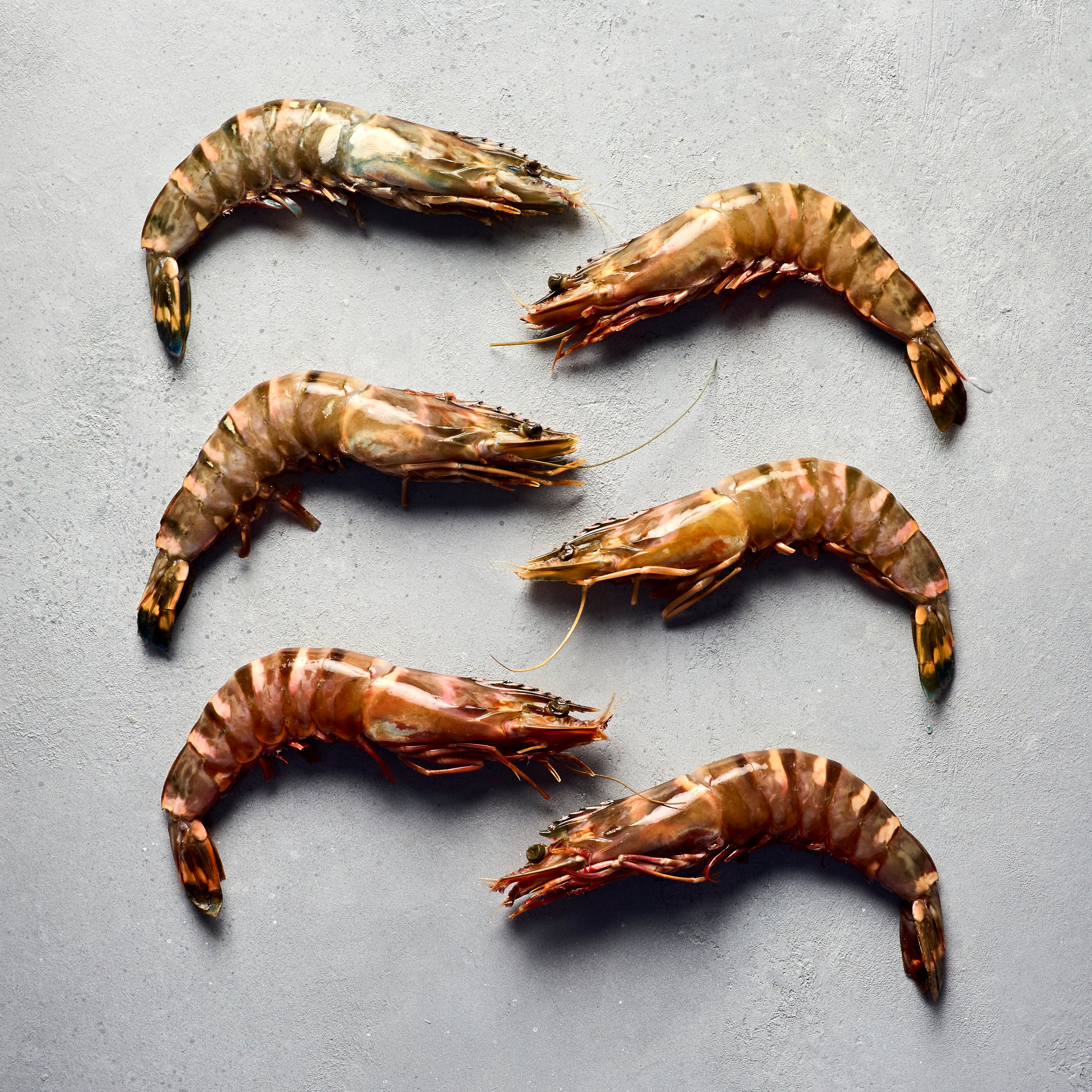 Madagascan Tiger Prawns