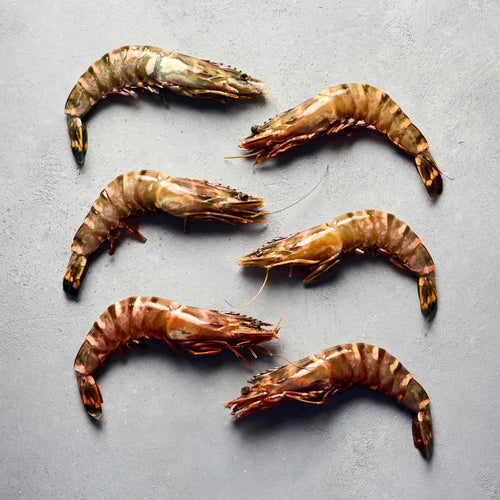 Madagascan Tiger Prawns