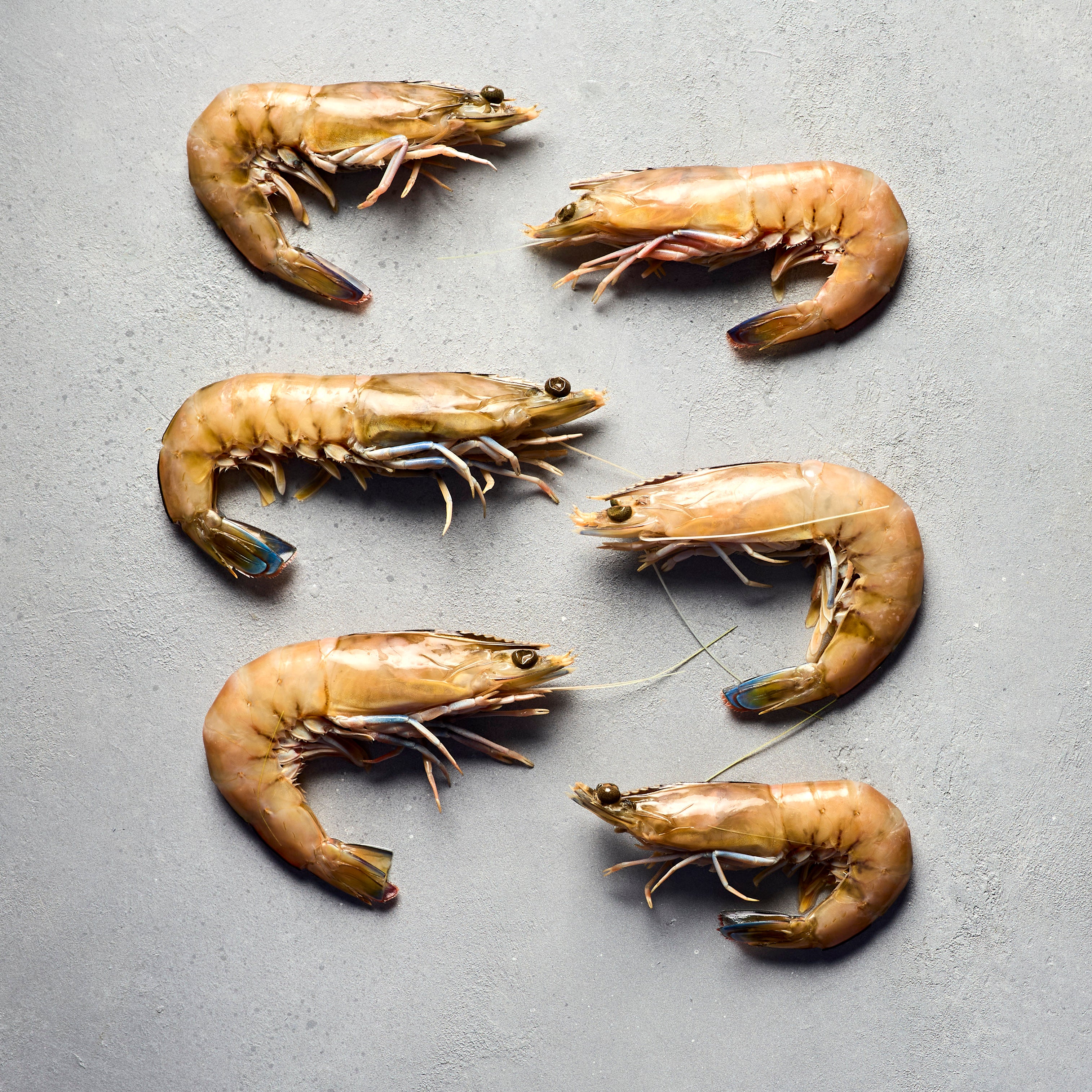 Spencer Gulf King Prawns