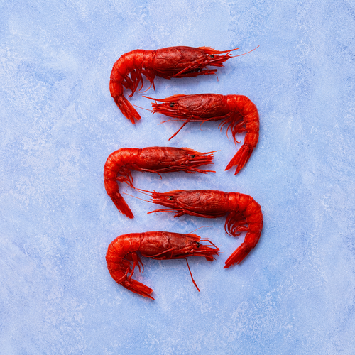 Gambero Rosso Prawns